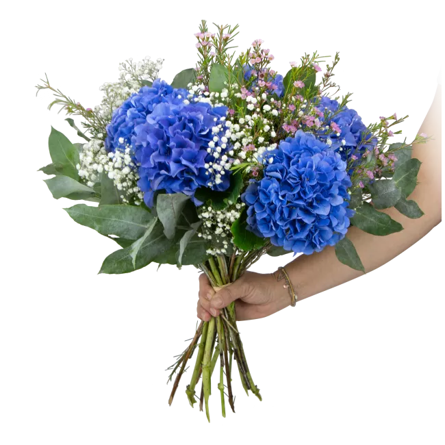 Bouquet of hydrangeas